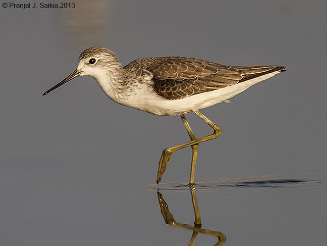 ���֣��Ƿ�ֳ��