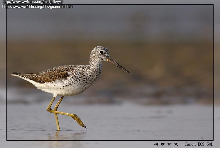 ����֣���ֳ��