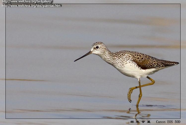 ���֣���ֳ����ϸ�����