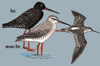 ���֣���̬����ͼ