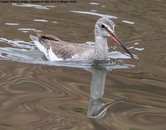 ���֣���Ӿ