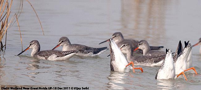 ���֣���Ӿ����Ѽ��һ������ˮ����ʳ