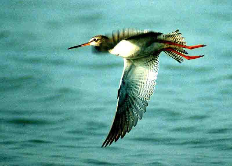 ���֣�����ͼ