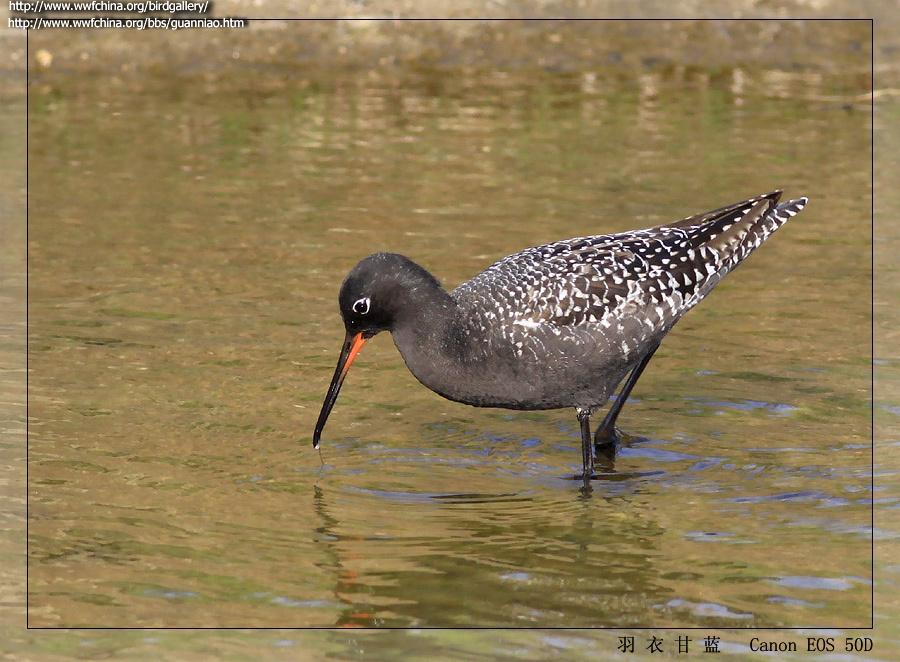 ���֣���ֳ��