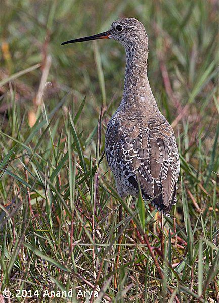 ���֣��Ƿ�ֳ��