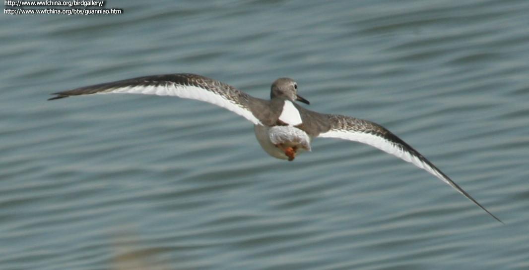 ����ַ���ͼ�����ס�����Ե��