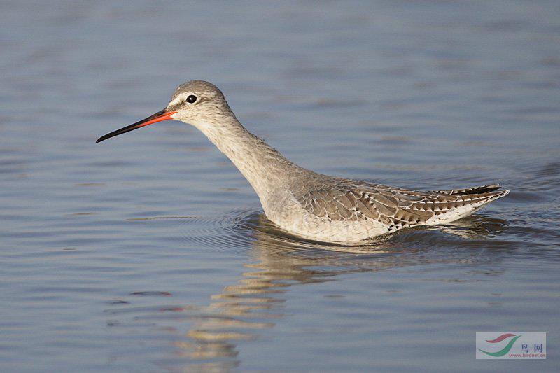 ���֣�����ˮ����Ӿ