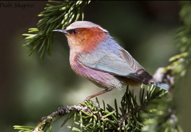 凤头雀莺 凤头雀莺的图片