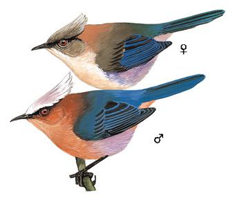 ��ͷȸݺ����̬����ͼ