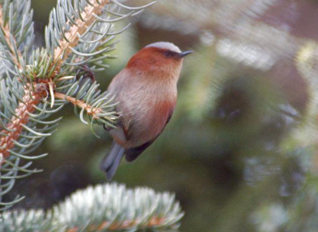 ��ͷȸݺ������