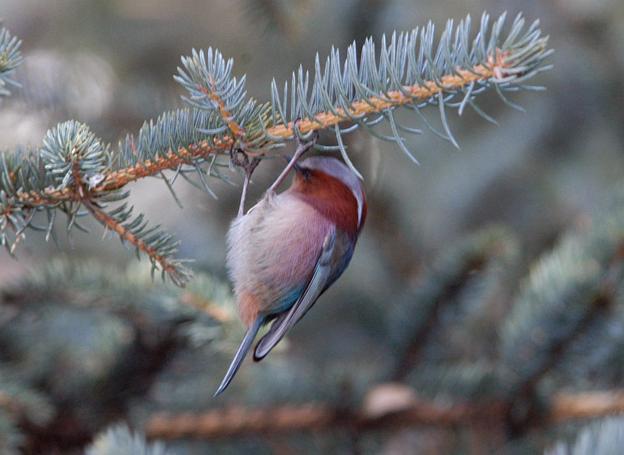 ��ͷȸݺ������