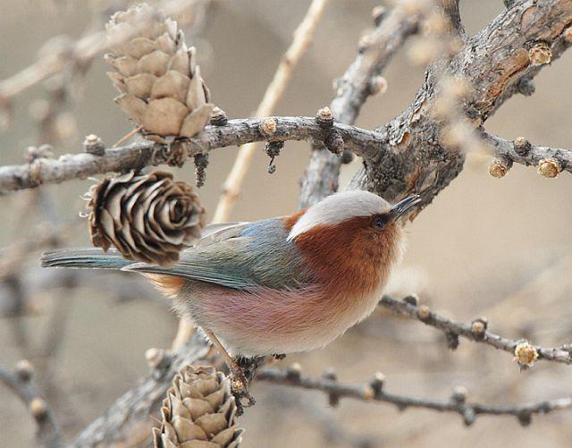 ��ͷȸݺ������