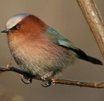 ��ͷȸݺ������