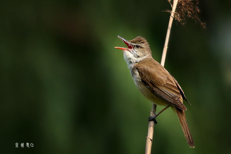 έݺ����ͼƬ