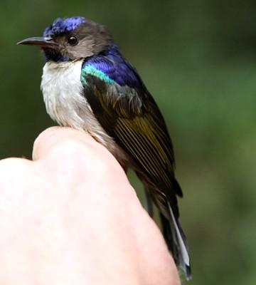 紫背食蜜鸟 紫背食蜜鸟的图片
