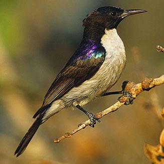 西紫背食蜜鸟 西紫背食蜜鸟的图片
