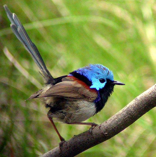 ��ɫϸβ��ݺ��ͼƬ