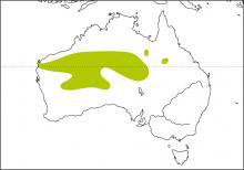 ����β��ݺ