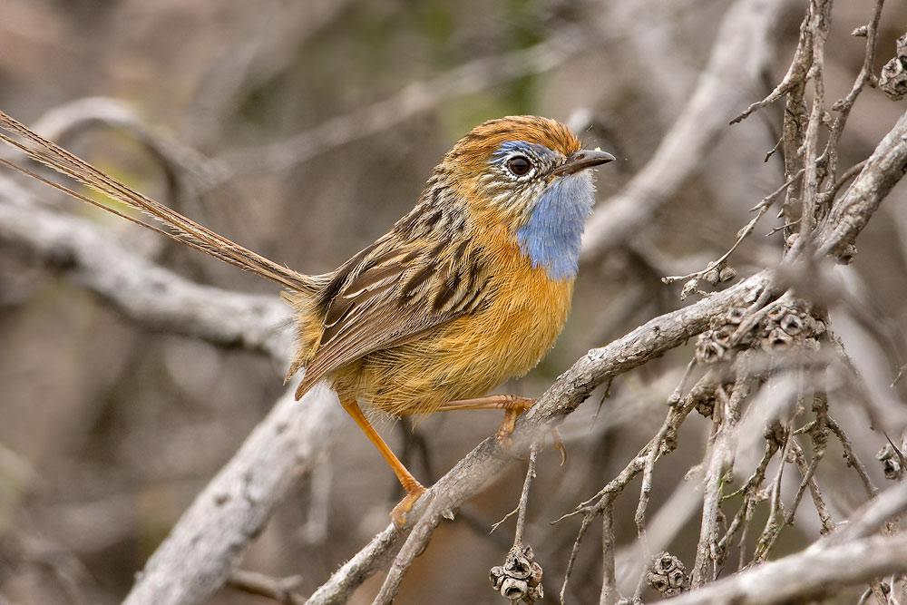 帚尾鹩莺 帚尾鹩莺的图片