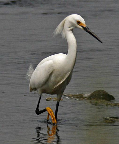 白鹭属 白鹭属的图片