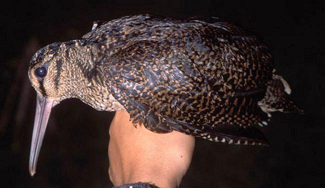 菲律宾丘鹬 菲律宾丘鹬的图片