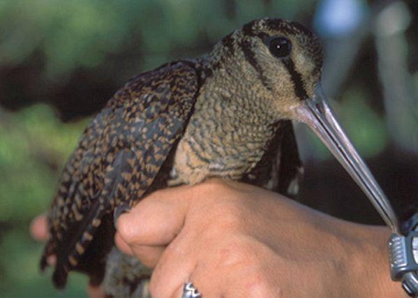 ���ɱ�����