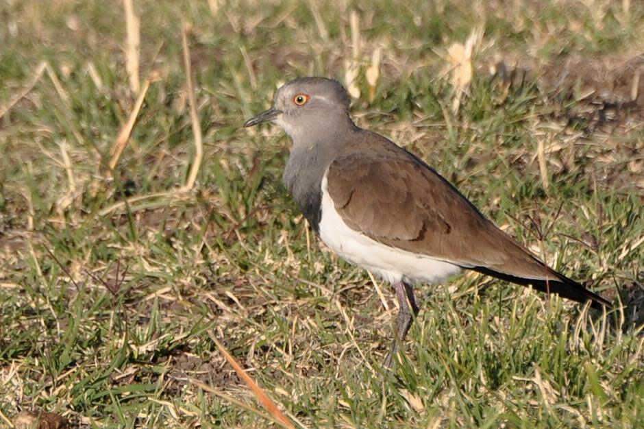 �ڳ��󼦵�ͼƬ