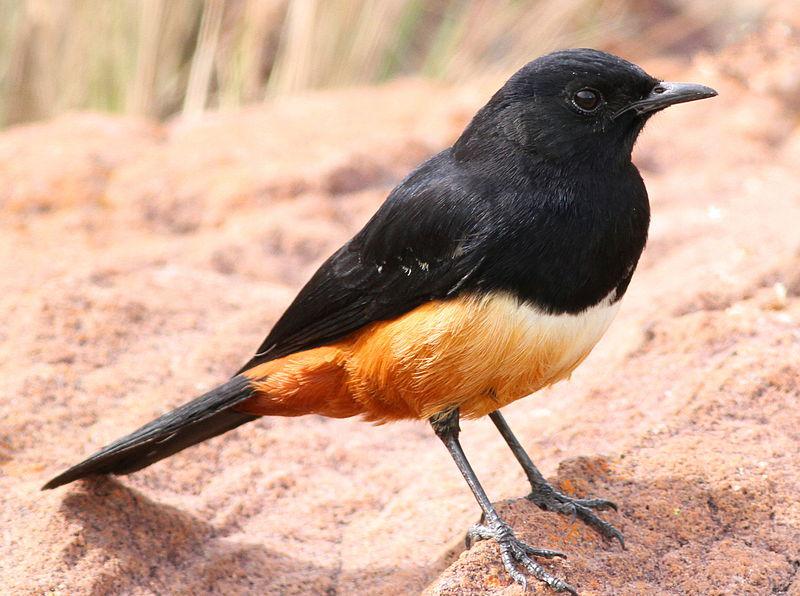 桂红蚁鵖 桂红蚁鵖的图片