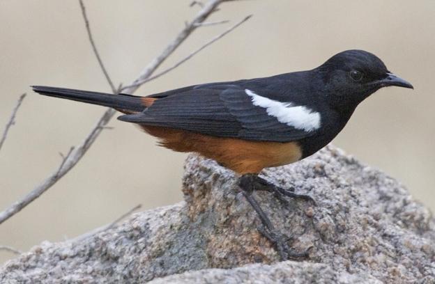 ������S����