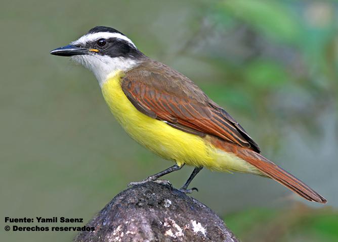 ��ʳӬ���l