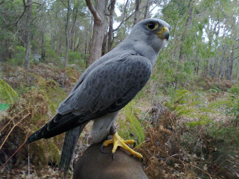 澳洲灰隼 澳洲灰隼的图片