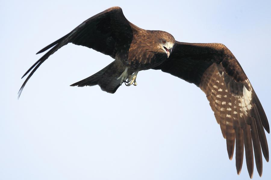 黑耳鸢 黑耳鸢的图片