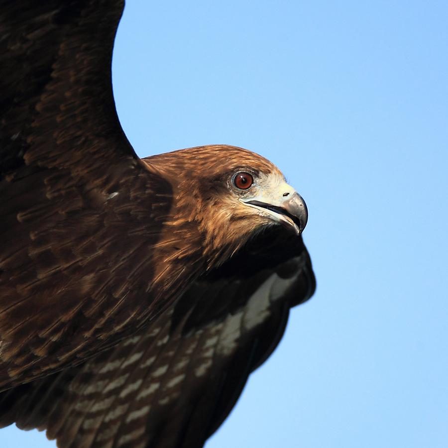 �ڶ�𰣬���ߺ����