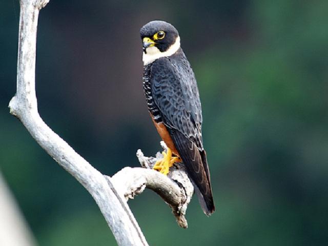 ʳ������ͼƬ