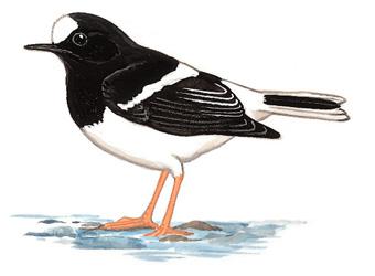 С��β����̬����ͼ