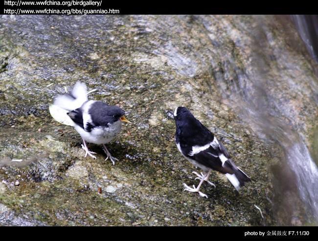 С��β������