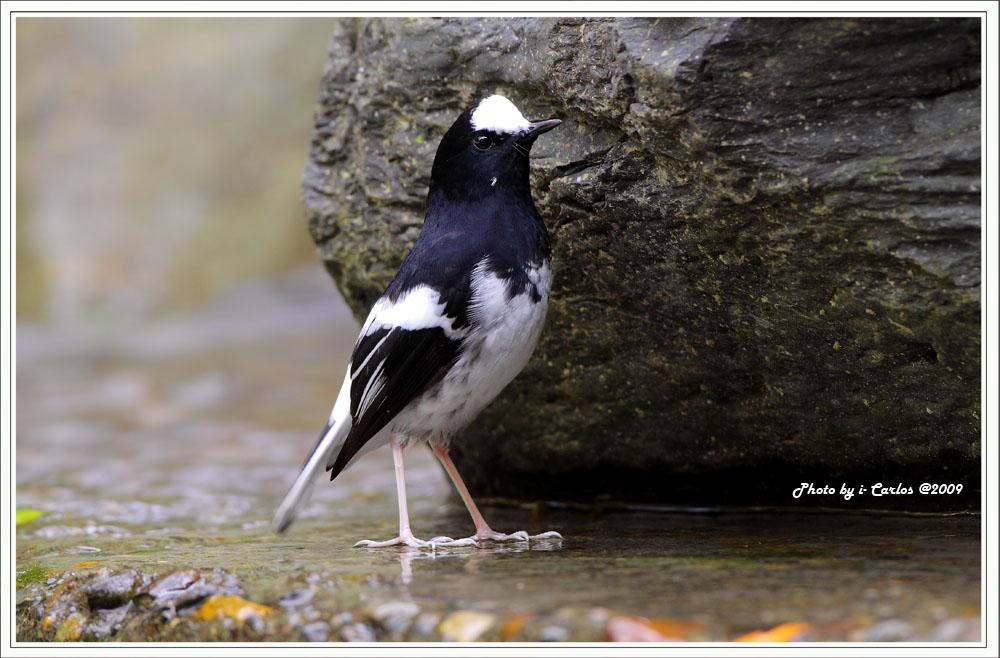 С��β������