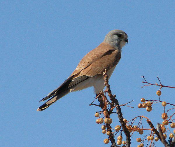 澳洲隼 澳洲隼的图片