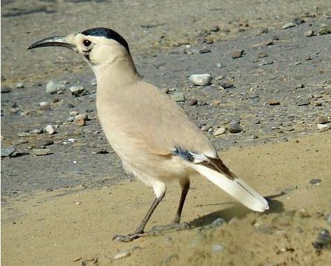 ��β��ѻ��ͼƬ