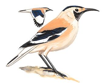 ��β��ѻ����̬����ͼ