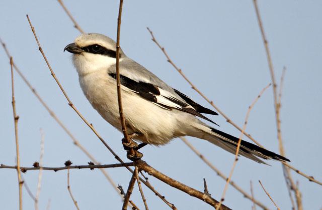 楔尾伯劳 楔尾伯劳的图片