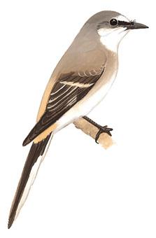 С��ɽ������̬����ͼ