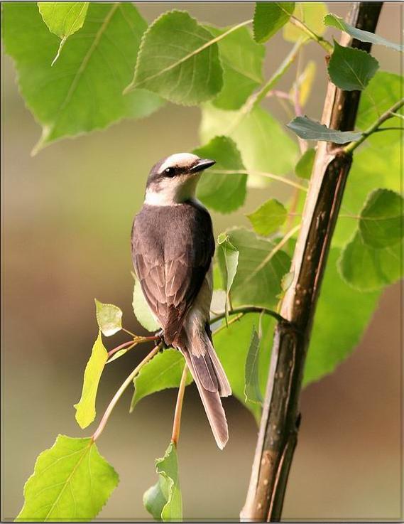 С��ɽ����