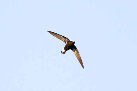 紫针尾雨燕 紫针尾雨燕的图片