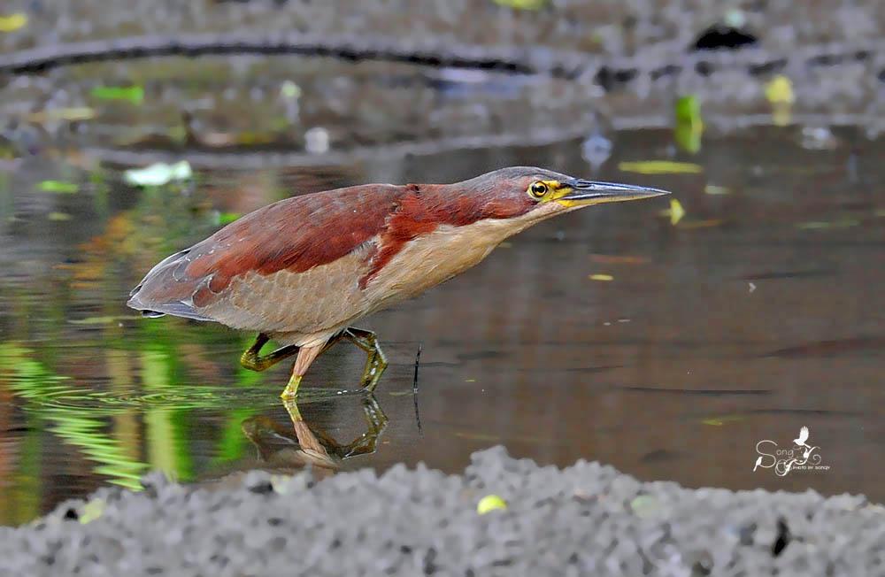 紫背苇鳽 紫背苇鳽的图片