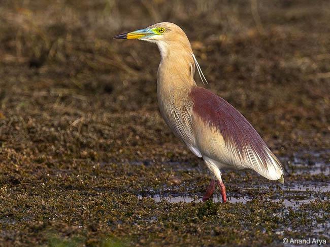 印度池鹭 印度池鹭的图片