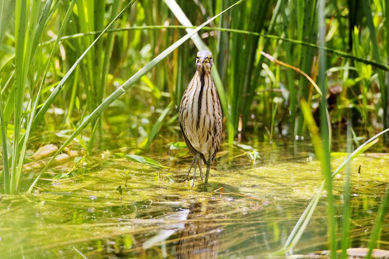 �ϱ�έ�Z��������ǳ����������ͬһֻ��