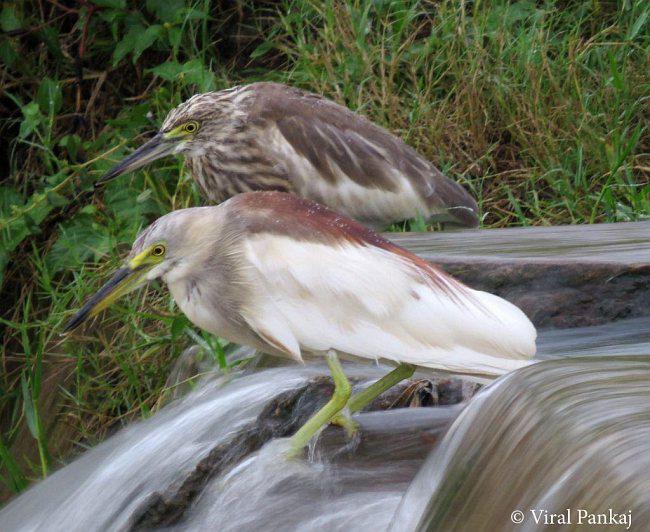 ӡ�ȳ��أ�����Ϊ��ֳ��Զ��Ϊ�Ƿ�ֳ��