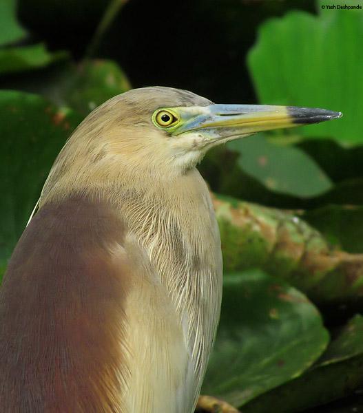 ӡ�ȳ��أ���ֳ��