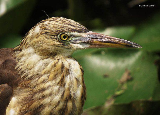 ӡ�ȳ��أ��Ƿ�ֳ��